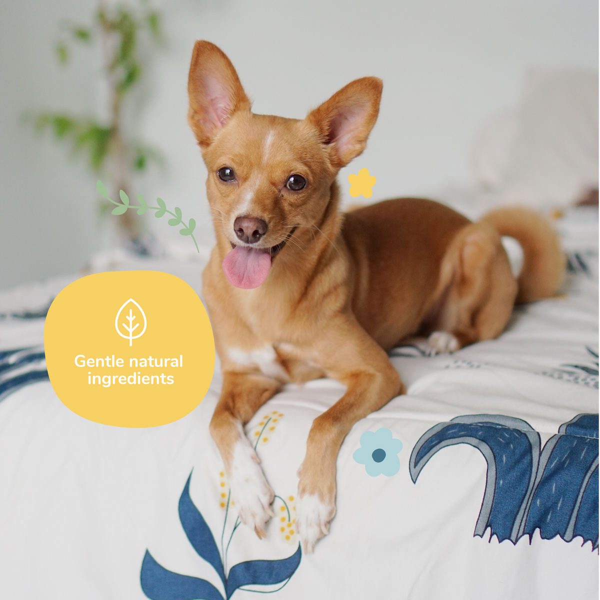 Everyday Home Dog Smell Coat Spray for daily home and personal routines with pet care treats and accessories
