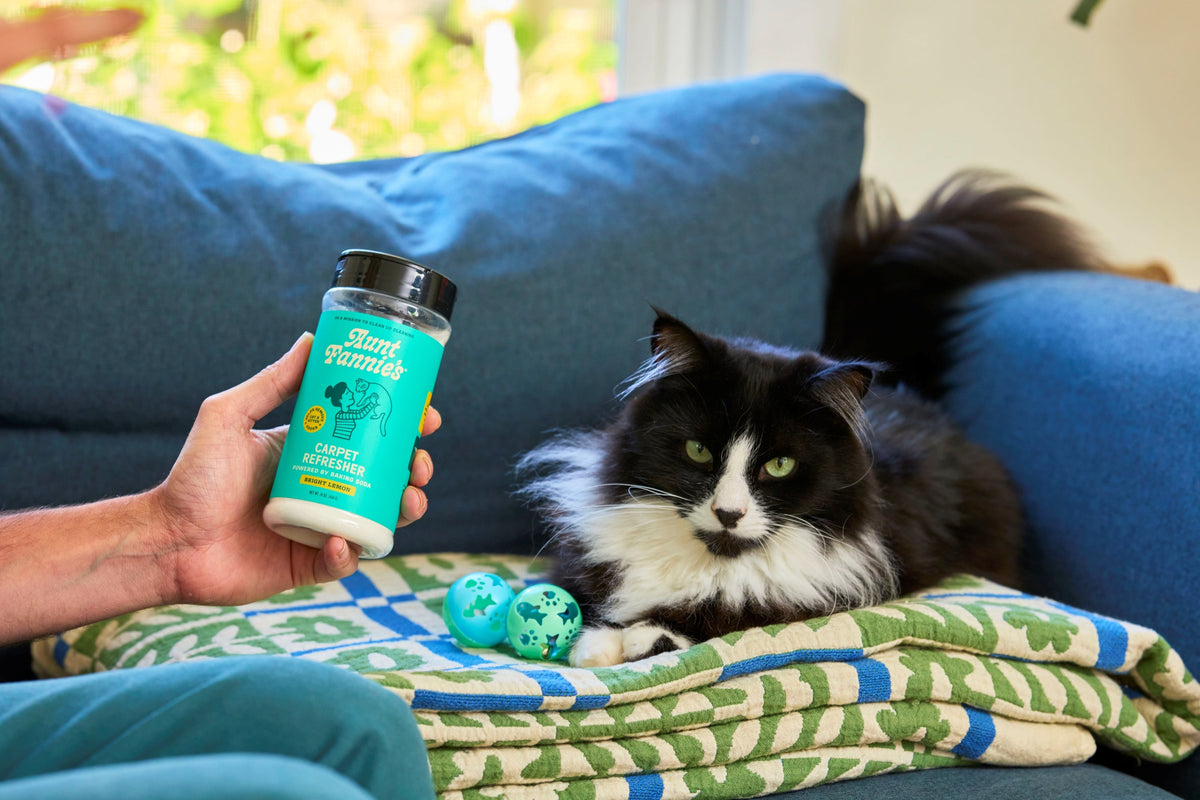 Practical Living Carpet Refresher for Cats for daily home and personal routines with cleaning laundry and paper products