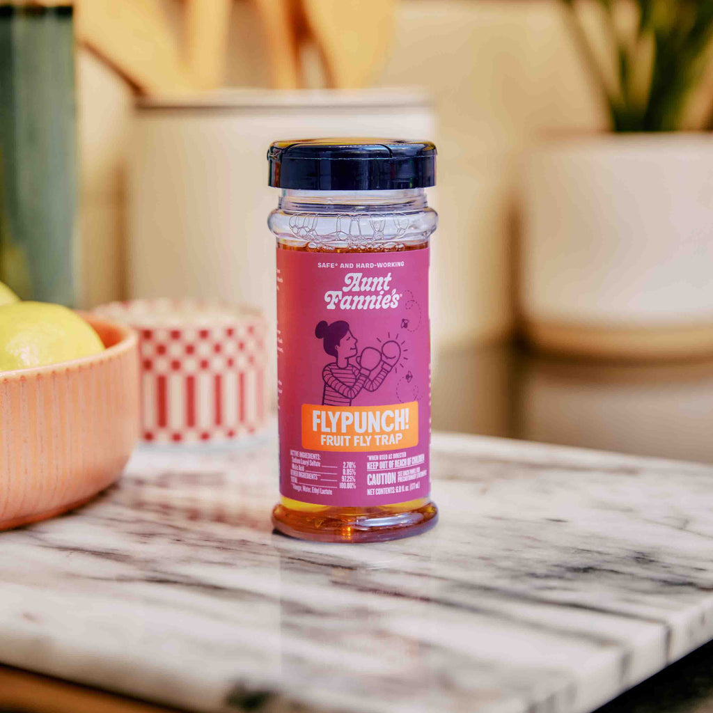 Daily Care FlyPunch Fruit Fly Trap for daily home and personal routines with general everyday essentials
