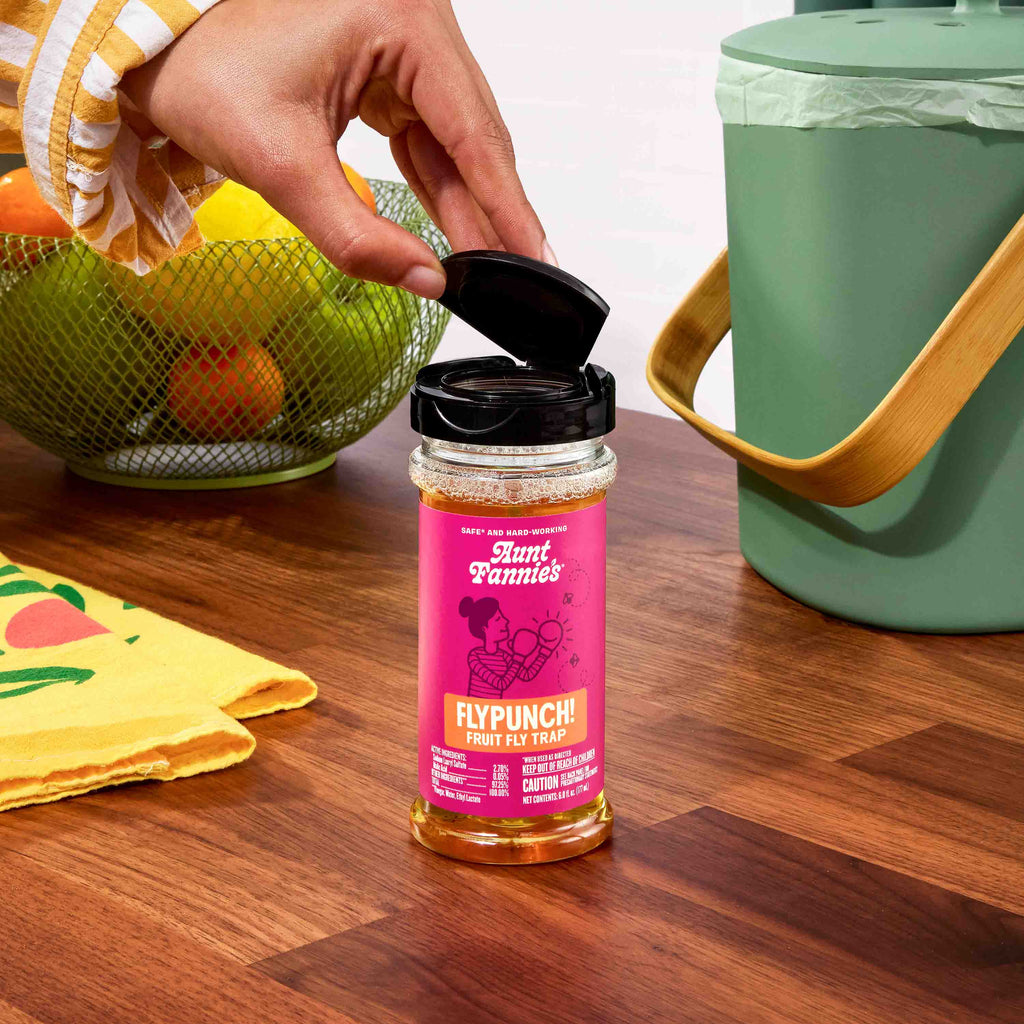 Daily Care FlyPunch Fruit Fly Trap for daily home and personal routines with general everyday essentials