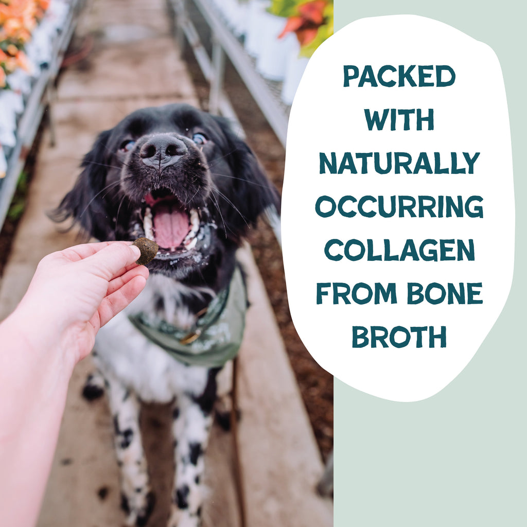 Routine Ready Bacon Hits Different Bone Broth Training Treats for daily home and personal routines with pet care treats and accessories