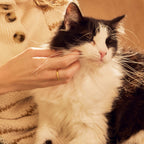 Everyday Home Cat No-Rinse Shampoo for daily home and personal routines with hair care