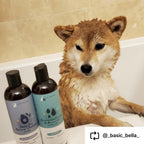 Everyday Home Itchy Dog Shampoo for daily home and personal routines with hair care