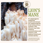 Practical Living Brain Bloom for daily home and personal routines with general everyday essentials