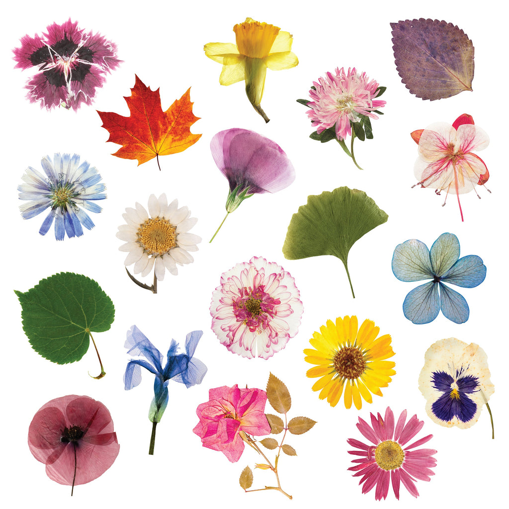 Everyday Home Flower Press DIY - Ages 5+ for daily home and personal routines with general everyday essentials
