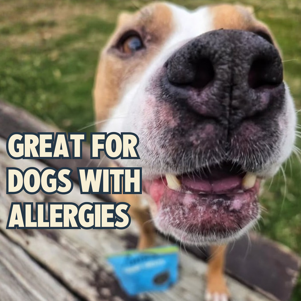 Everyday Home Chewy Peanut Butter and Cranberry Training Treats for daily home and personal routines with pet care treats and accessories