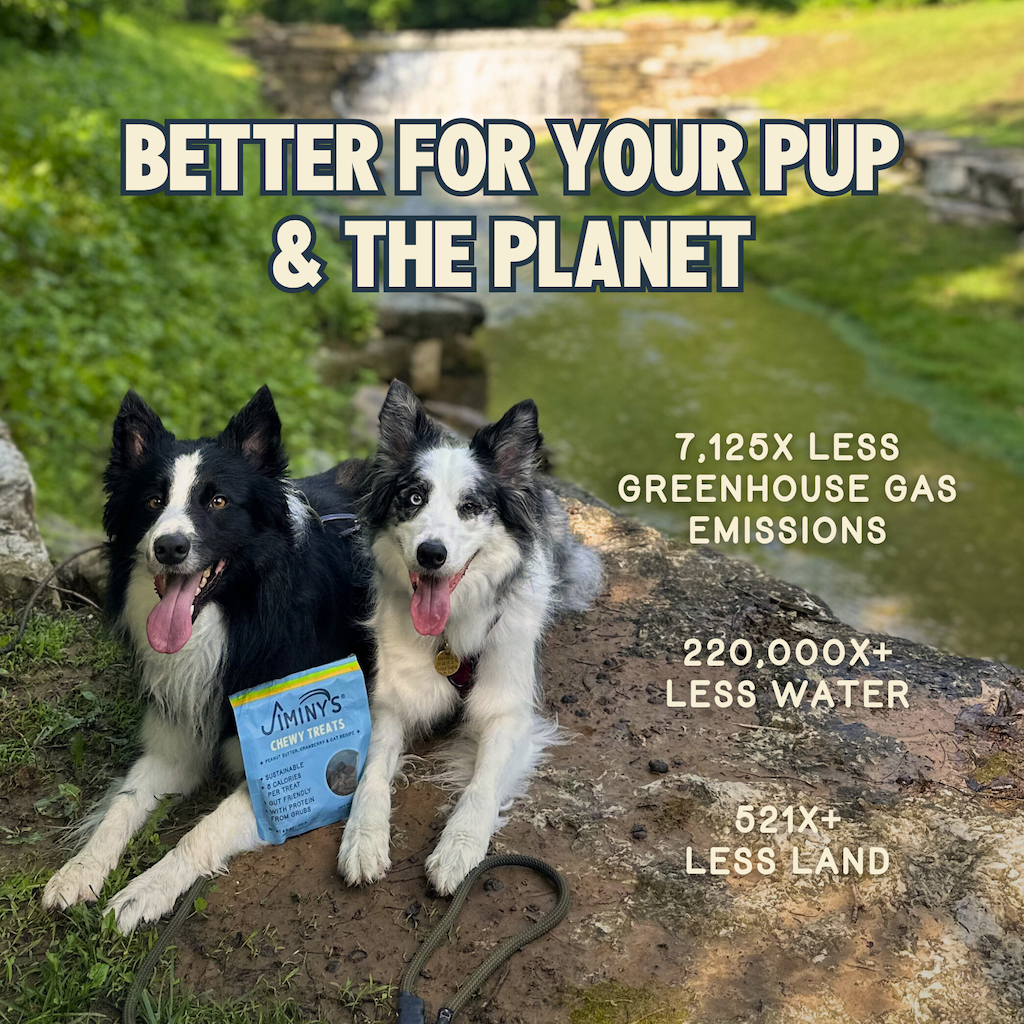 Everyday Home Chewy Peanut Butter and Cranberry Training Treats for daily home and personal routines with pet care treats and accessories