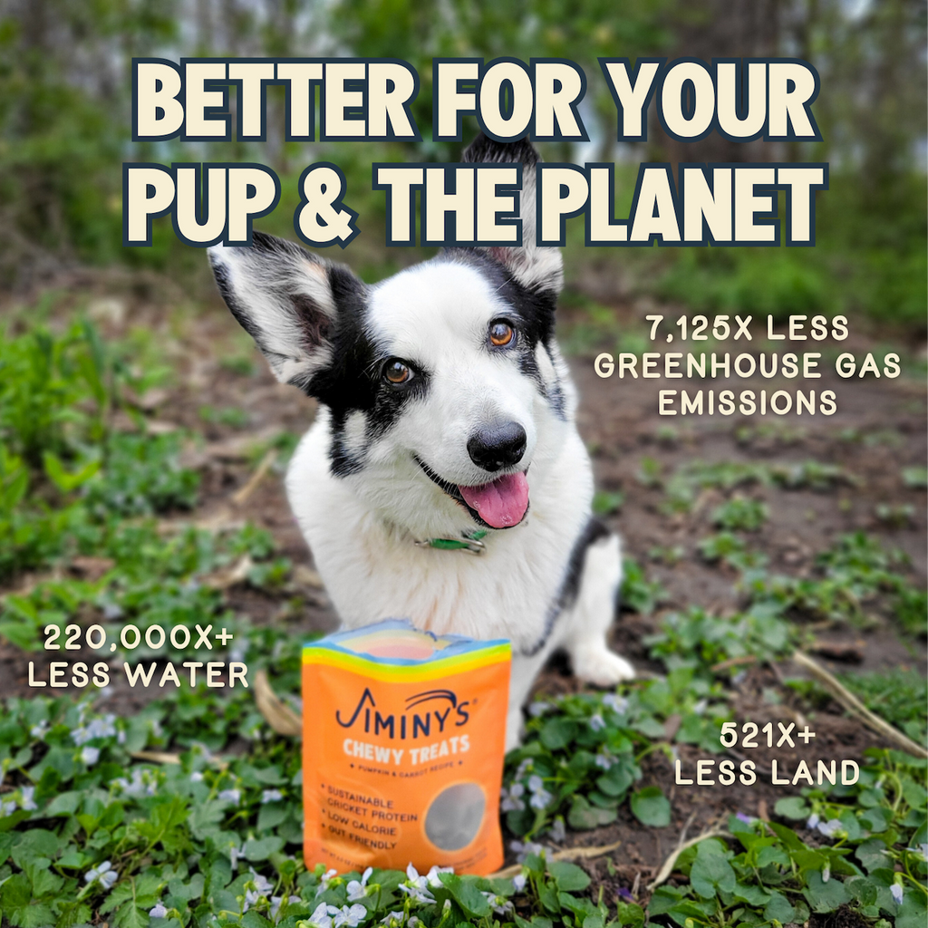 Daily Care Chewy Pumpkin and Carrot Training Treats for daily home and personal routines with pet care treats and accessories