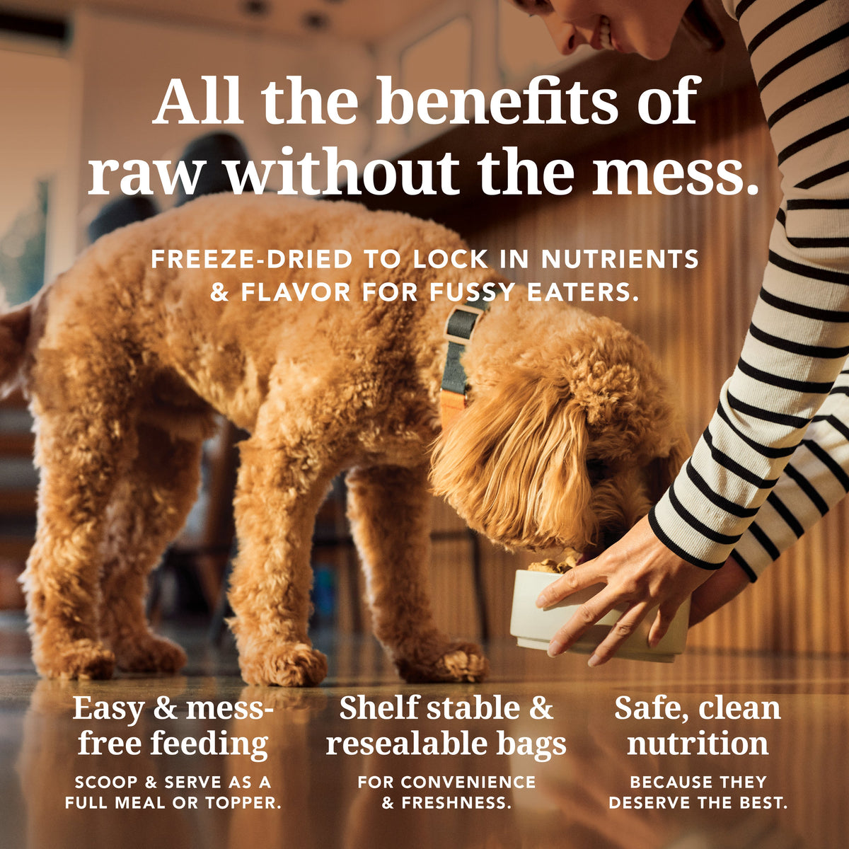 Everyday Home Dog Food - Grain-included, Freeze-Dried for daily home and personal routines with pet care treats and accessories