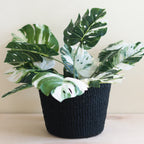 Home Essentials Abaca Scallop Basket for daily home and personal routines with home organization and everyday goods