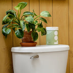 Everyday Home Agave Flushable Wipes for daily home and personal routines with general everyday essentials