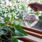 Daily Care Handcrafted Borosilicate Glass Watering Can for daily home and personal routines with pet care treats and accessories