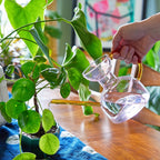 Daily Care Handcrafted Borosilicate Glass Watering Can for daily home and personal routines with pet care treats and accessories