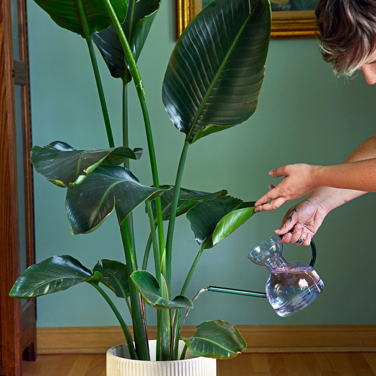 Daily Care Handcrafted Borosilicate Glass Watering Can for daily home and personal routines with pet care treats and accessories