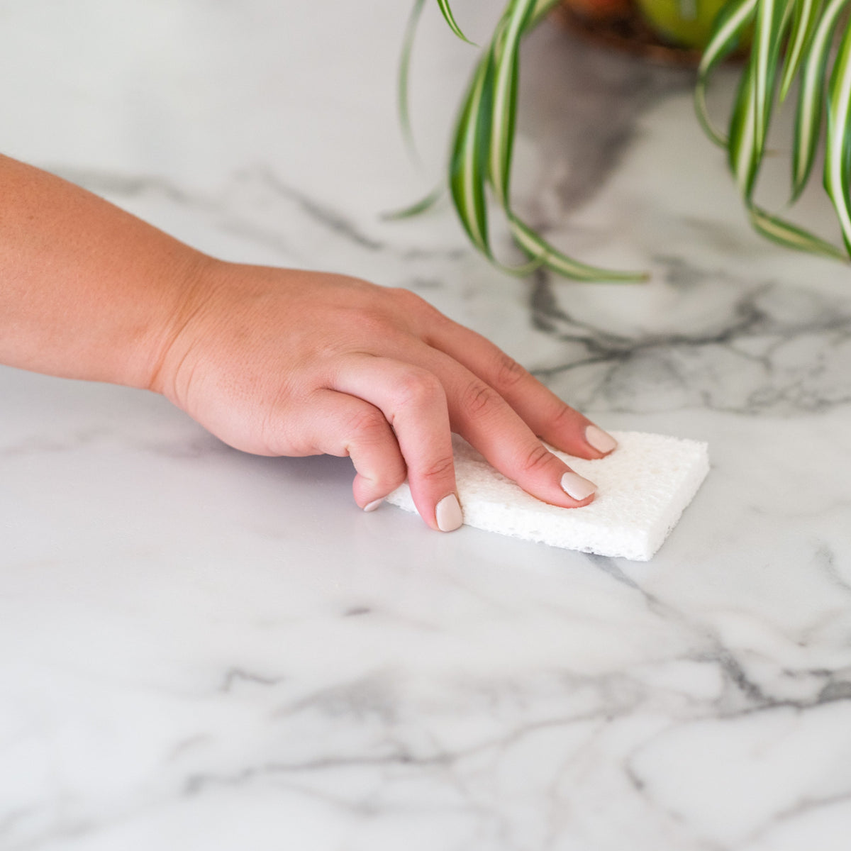 Practical Living Cellulose Plant Sponges for daily home and personal routines with cleaning laundry and paper products