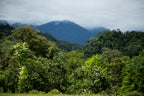 Home Essentials Forest and Biodiversity Protection for daily home and personal routines with general everyday essentials