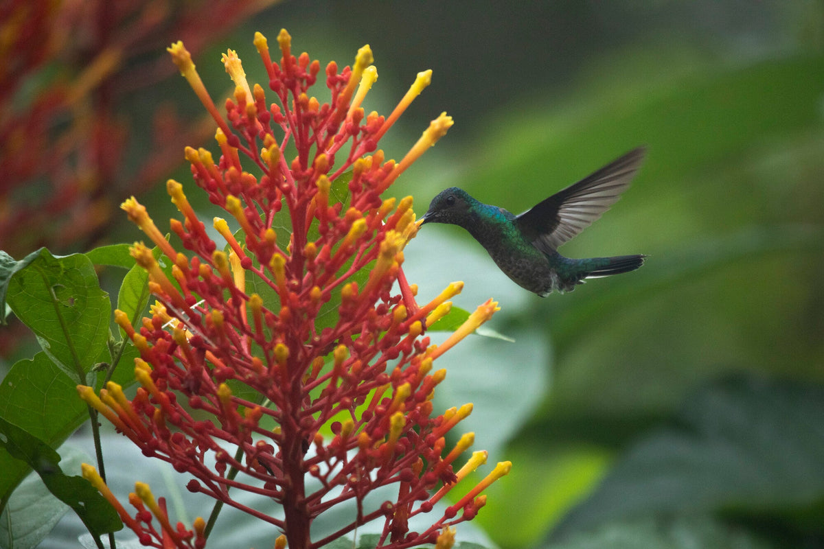 Forest and Biodiversity Protection