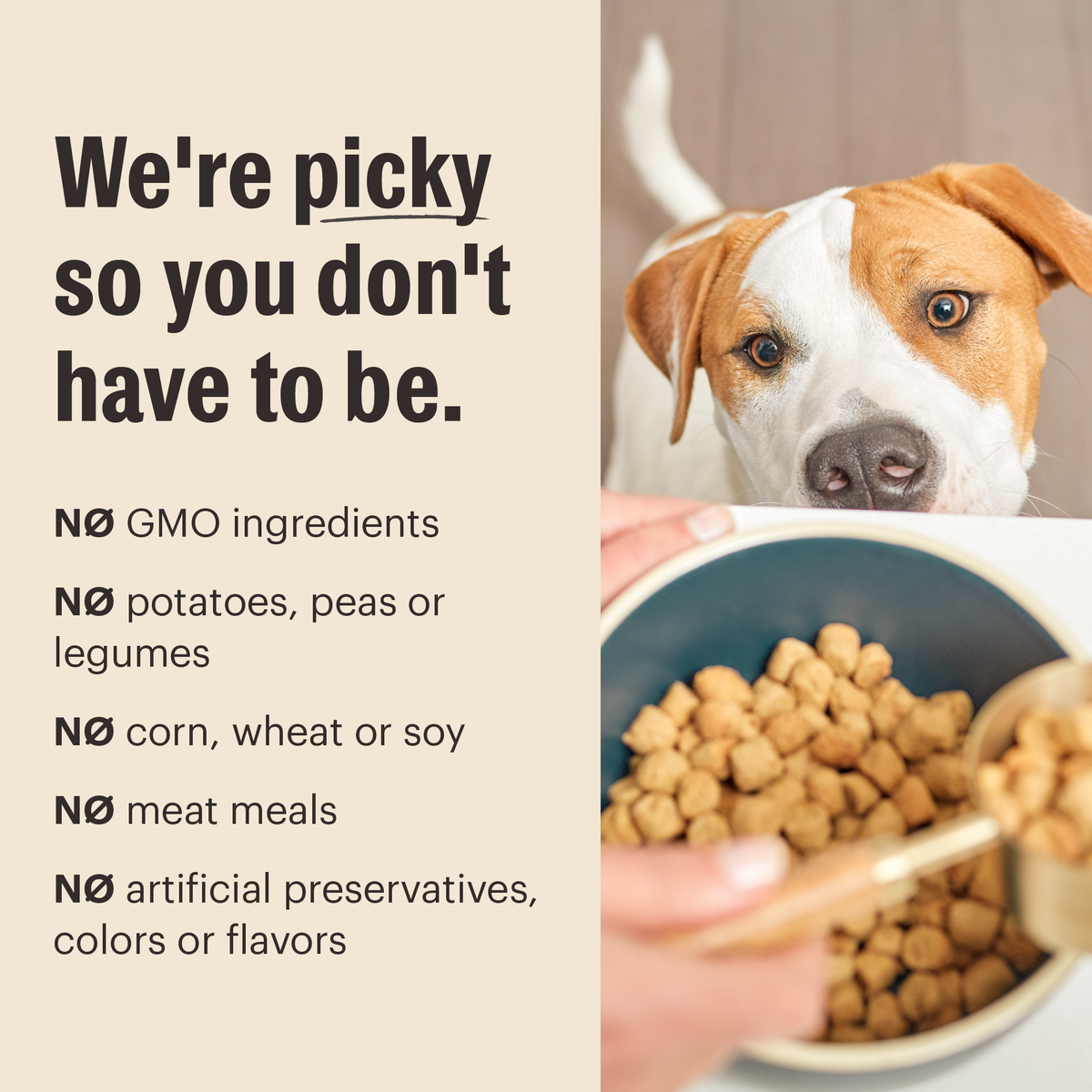 Practical Living Dry Dog Food, Whole Grain Beef and Oat Whole Food Clusters for daily home and personal routines with pet care treats and accessories