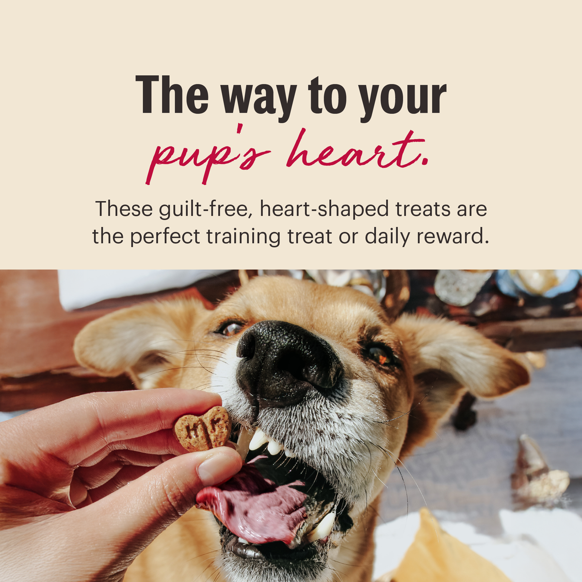 Routine Ready Dog Treat Parmesan Pecks, Duck and Cherry for daily home and personal routines with pet care treats and accessories