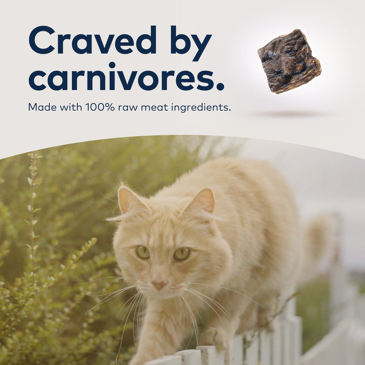 Everyday Home Air-Dried Cat Food - All Natural, High Protein, Grain included, Limited Ingredient for daily home and personal routines with pet care treats and accessories