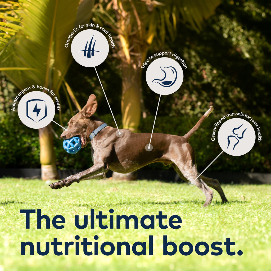 Home Essentials Air-Dried Dog Food - Beef All Natural, High Protein, Grain included, Limited Ingredient for daily home and personal routines with pet care treats and accessories