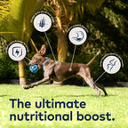 Home Essentials Air-Dried Dog Food - Beef All Natural, High Protein, Grain included, Limited Ingredient for daily home and personal routines with pet care treats and accessories