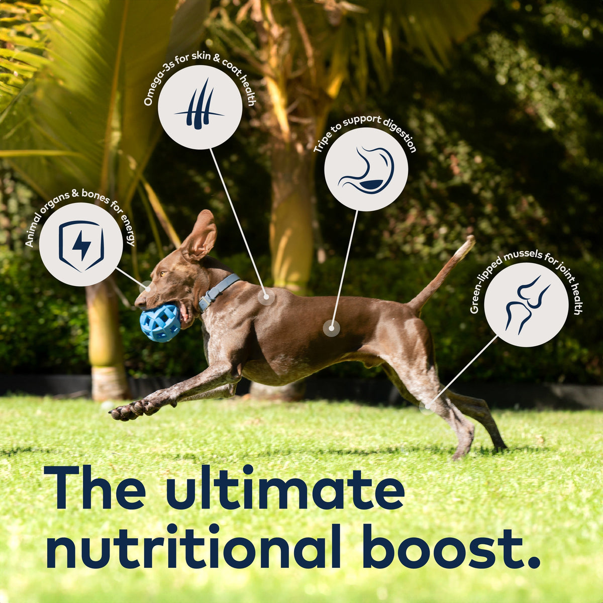 Everyday Home Air-Dried Dog Food - Lamb All Natural, High Protein, Grain included, Limited Ingredient for daily home and personal routines with pet care treats and accessories