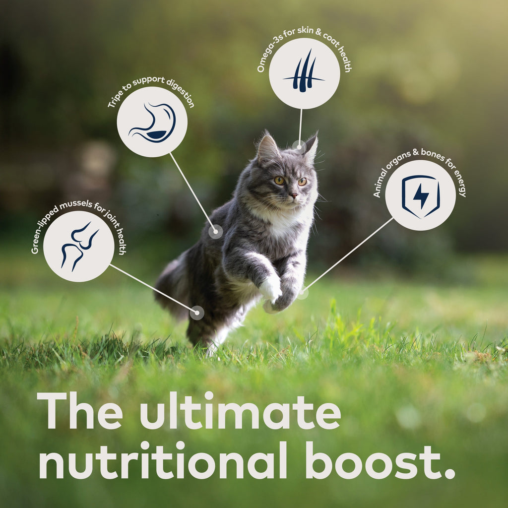 Daily Care Canned Wet Cat Food - Venison All Natural, High Protein, Grain included, Limited Ingredient for daily home and personal routines with pet care treats and accessories