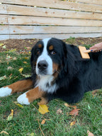 Home Essentials Bamboo Grooming Brush for Pets - Slicker Brush for daily home and personal routines with pet care treats and accessories