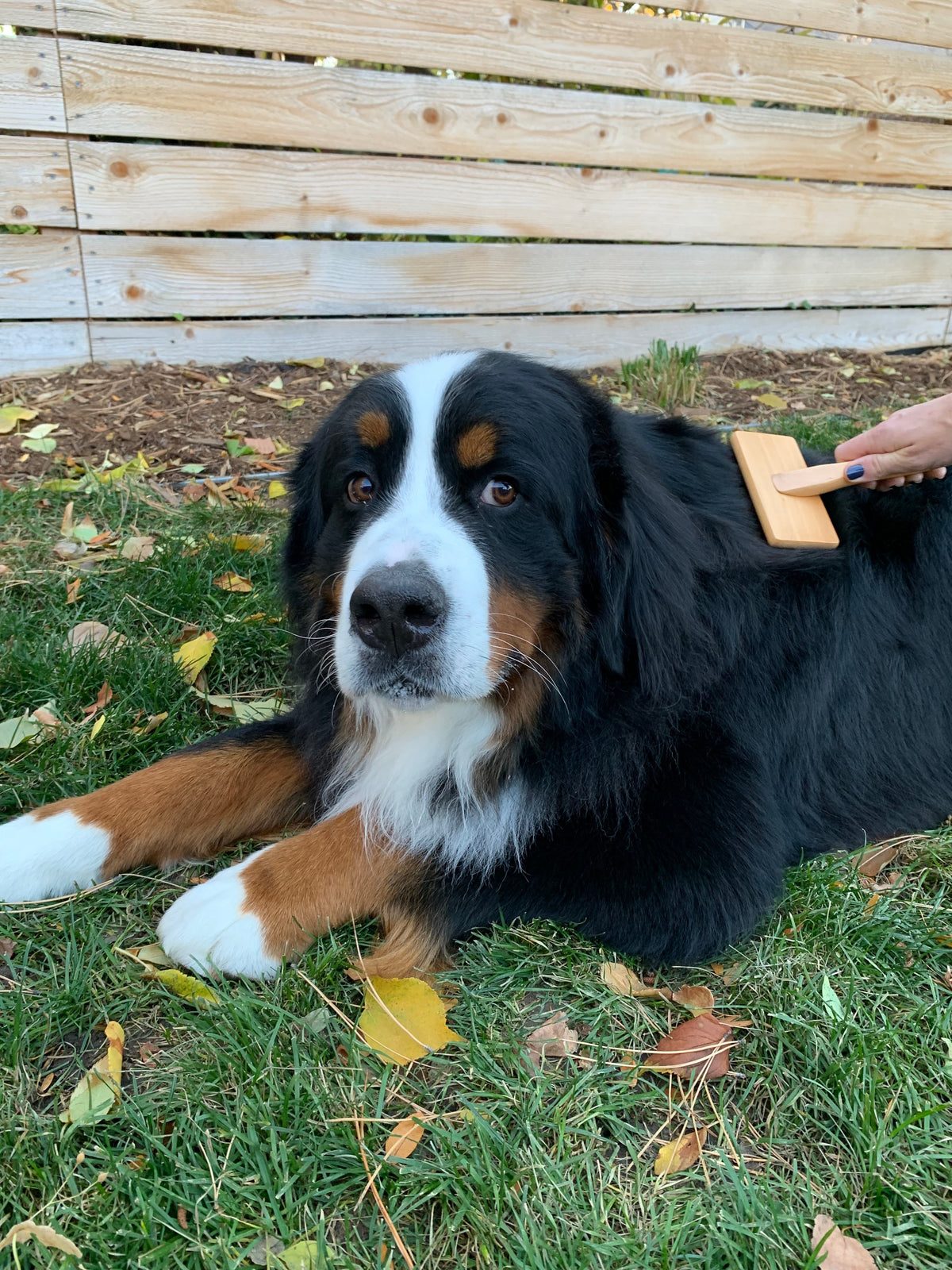 Home Essentials Bamboo Grooming Brush for Pets - Slicker Brush for daily home and personal routines with pet care treats and accessories