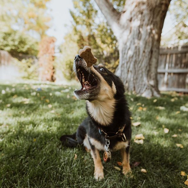 Practical Living Brutus Bone Broth Biscuits for daily home and personal routines with pet care treats and accessories