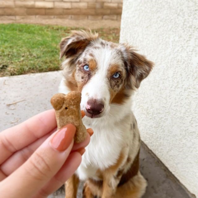 Practical Living Brutus Bone Broth Biscuits for daily home and personal routines with pet care treats and accessories