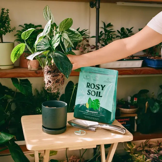 Home Essentials Houseplant Potting Soil for daily home and personal routines with cookware food storage and kitchen tools