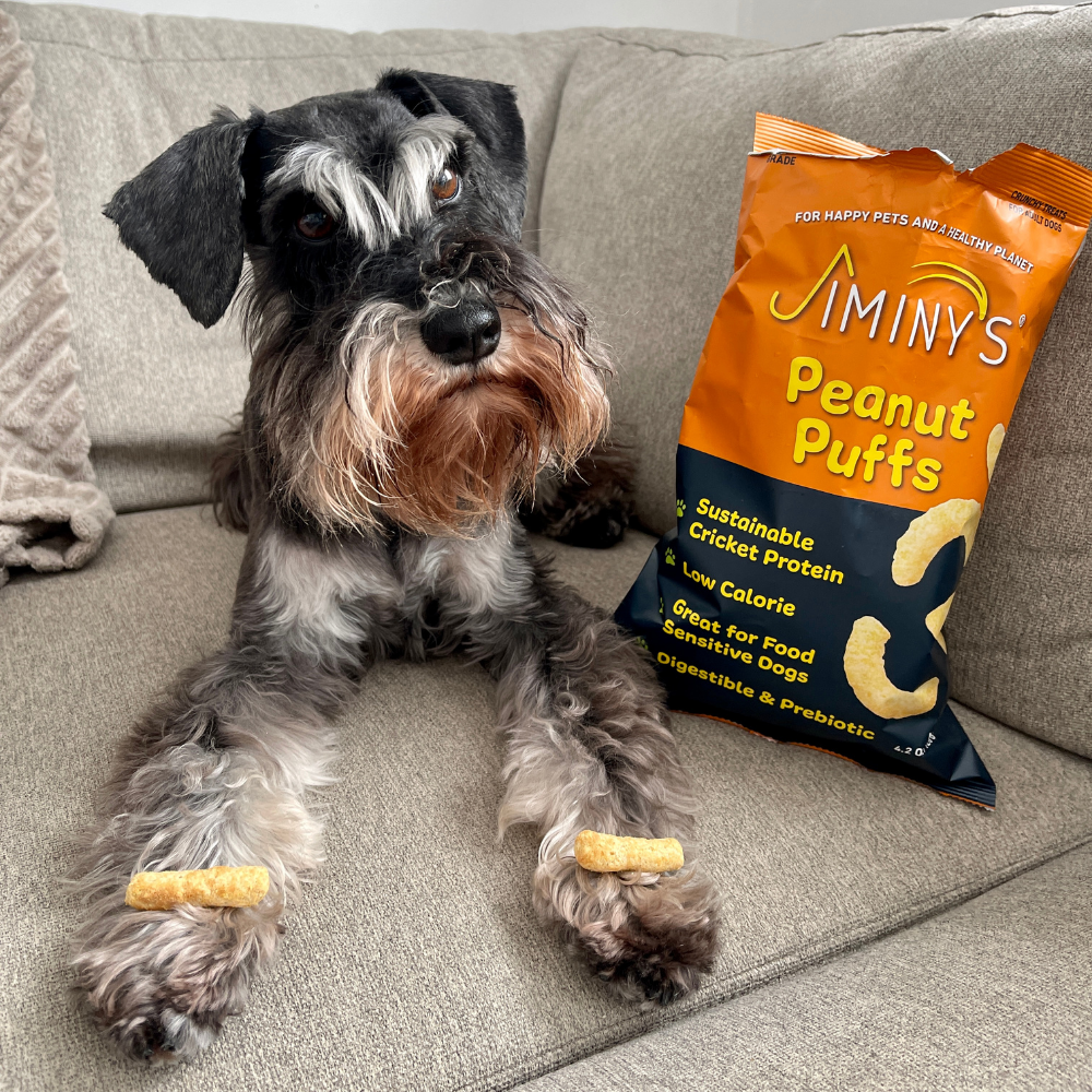 Home Essentials Dog Treats for daily home and personal routines with pet care treats and accessories