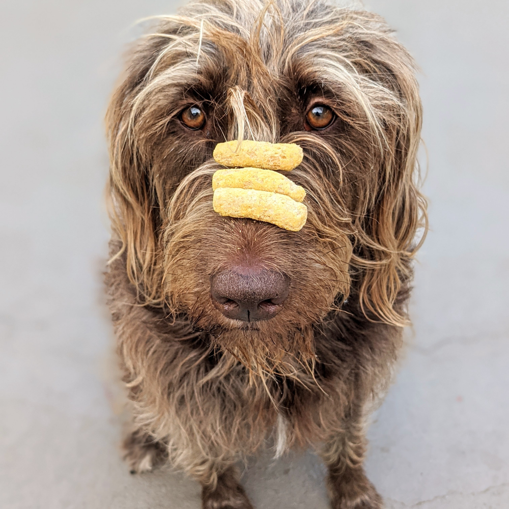 Home Essentials Dog Treats for daily home and personal routines with pet care treats and accessories