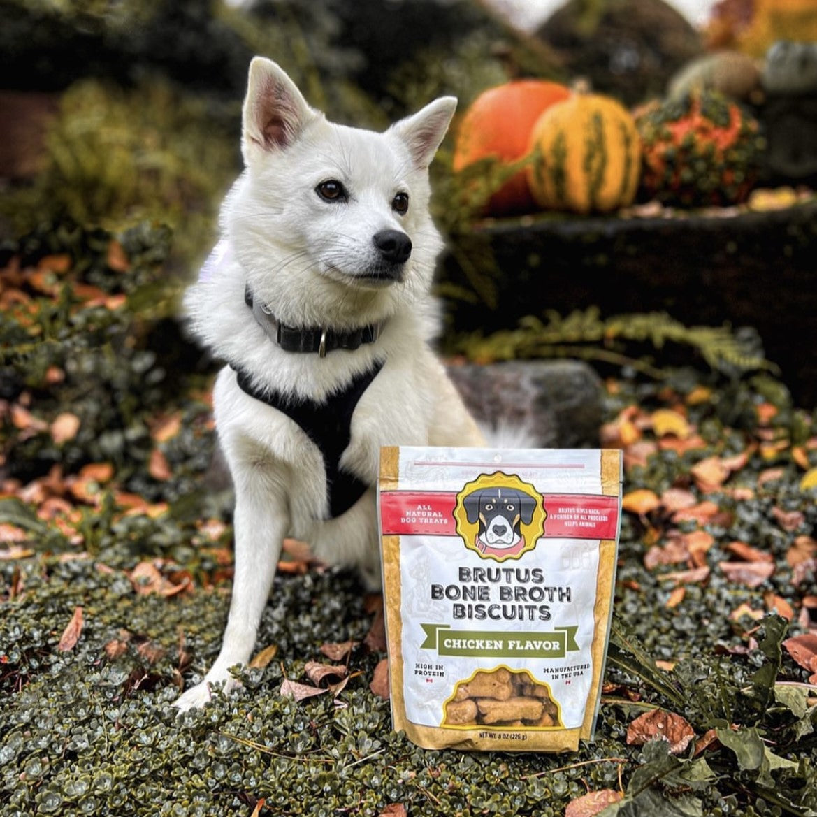 Practical Living Brutus Bone Broth Biscuits for daily home and personal routines with pet care treats and accessories