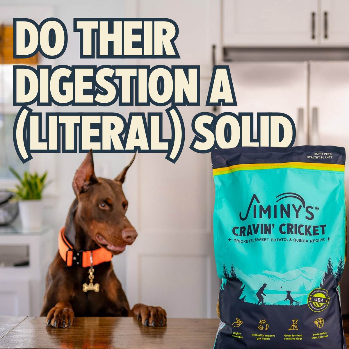 Everyday Home Jiminy s Cravin Cricket Dry Dog Food, Sensitive Stomach, Improved Gut Health for daily home and personal routines with pet care treats and accessories