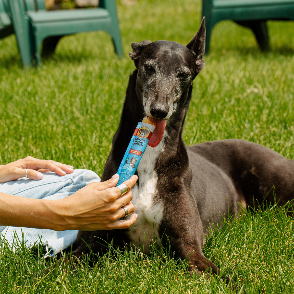 Home Essentials Brutus Brothcicles for daily home and personal routines with pet care treats and accessories