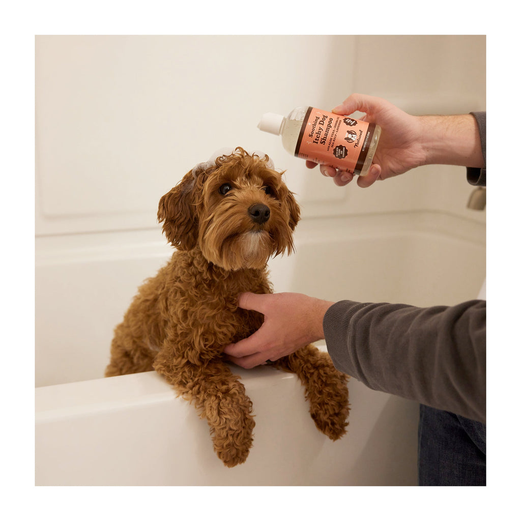Daily Care Itchy Dog Shampoo for daily home and personal routines with hair care