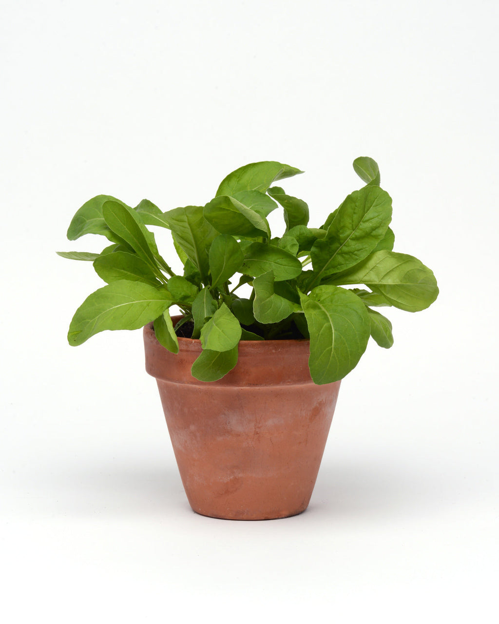 Practical Living Drop and Gro Arugula Seed Pods Salad Greens Grow Kit for daily home and personal routines with garden plant and outdoor supplies