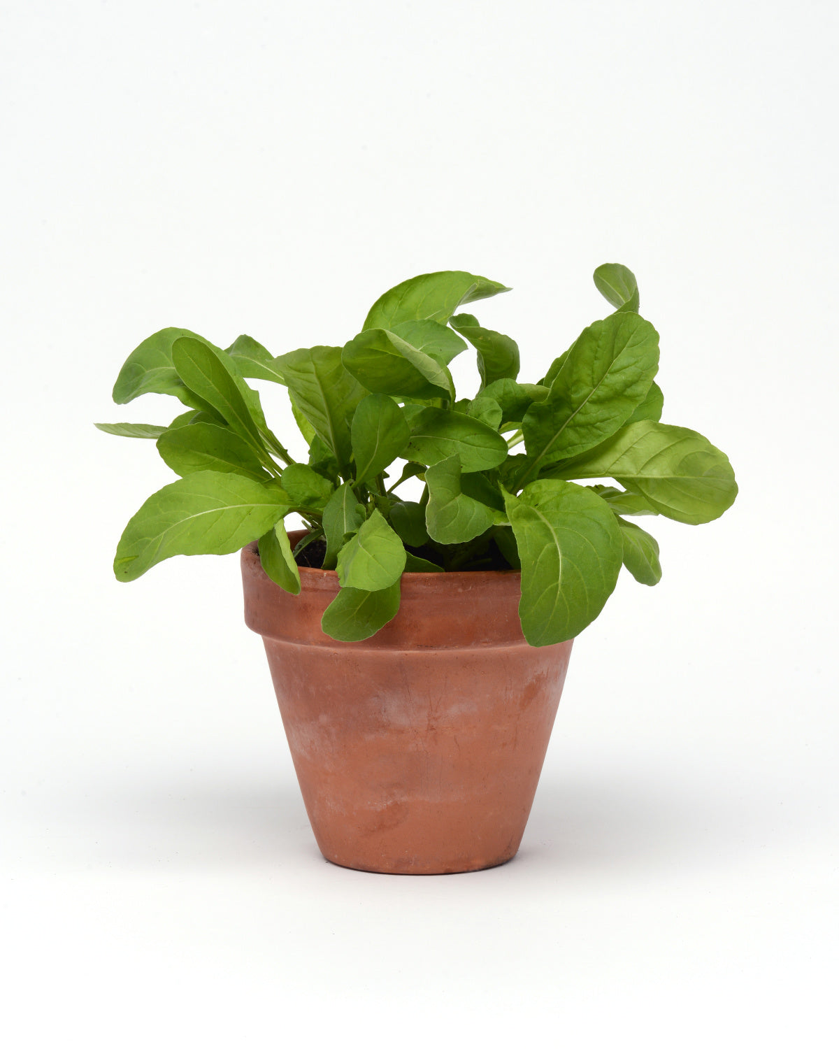 Practical Living Drop and Gro Arugula Seed Pods Salad Greens Grow Kit for daily home and personal routines with garden plant and outdoor supplies