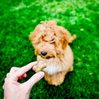 Practical Living Brutus Bone Broth Biscuits for daily home and personal routines with pet care treats and accessories