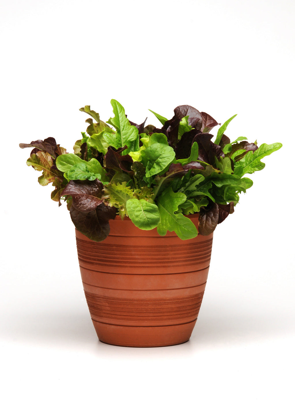 Everyday Home Drop and Gro Lettuce Seed Pods Salad Greens Grow Kit for daily home and personal routines with garden plant and outdoor supplies