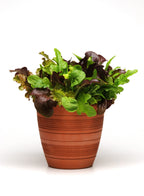 Everyday Home Drop and Gro Lettuce Seed Pods Salad Greens Grow Kit for daily home and personal routines with garden plant and outdoor supplies