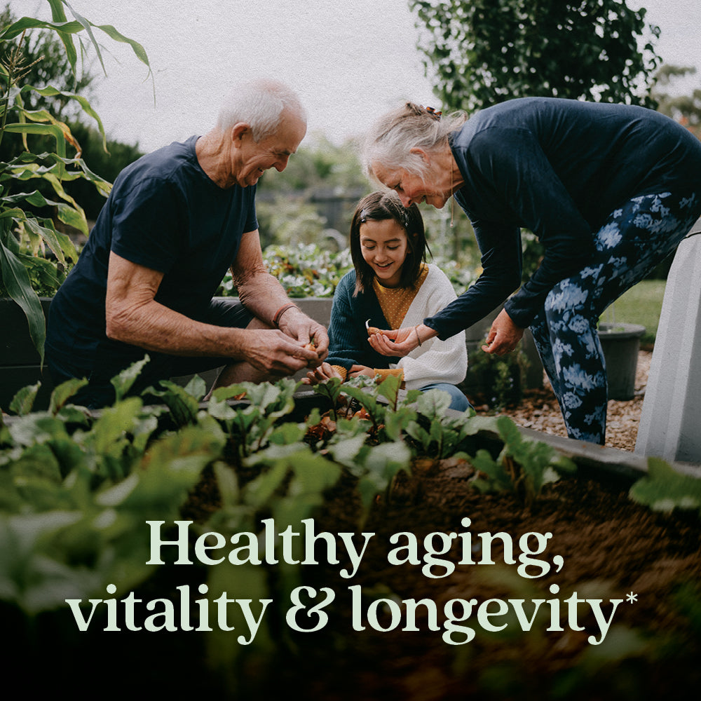 Routine Ready Healthy Aging, Reishi Mushroom for daily home and personal routines with general everyday essentials