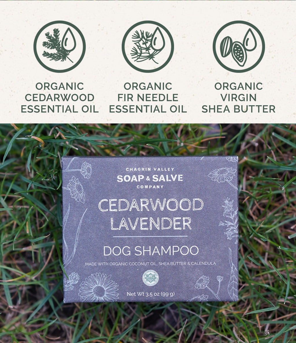 Routine Ready Dog Shampoo Bar for daily home and personal routines with hair care