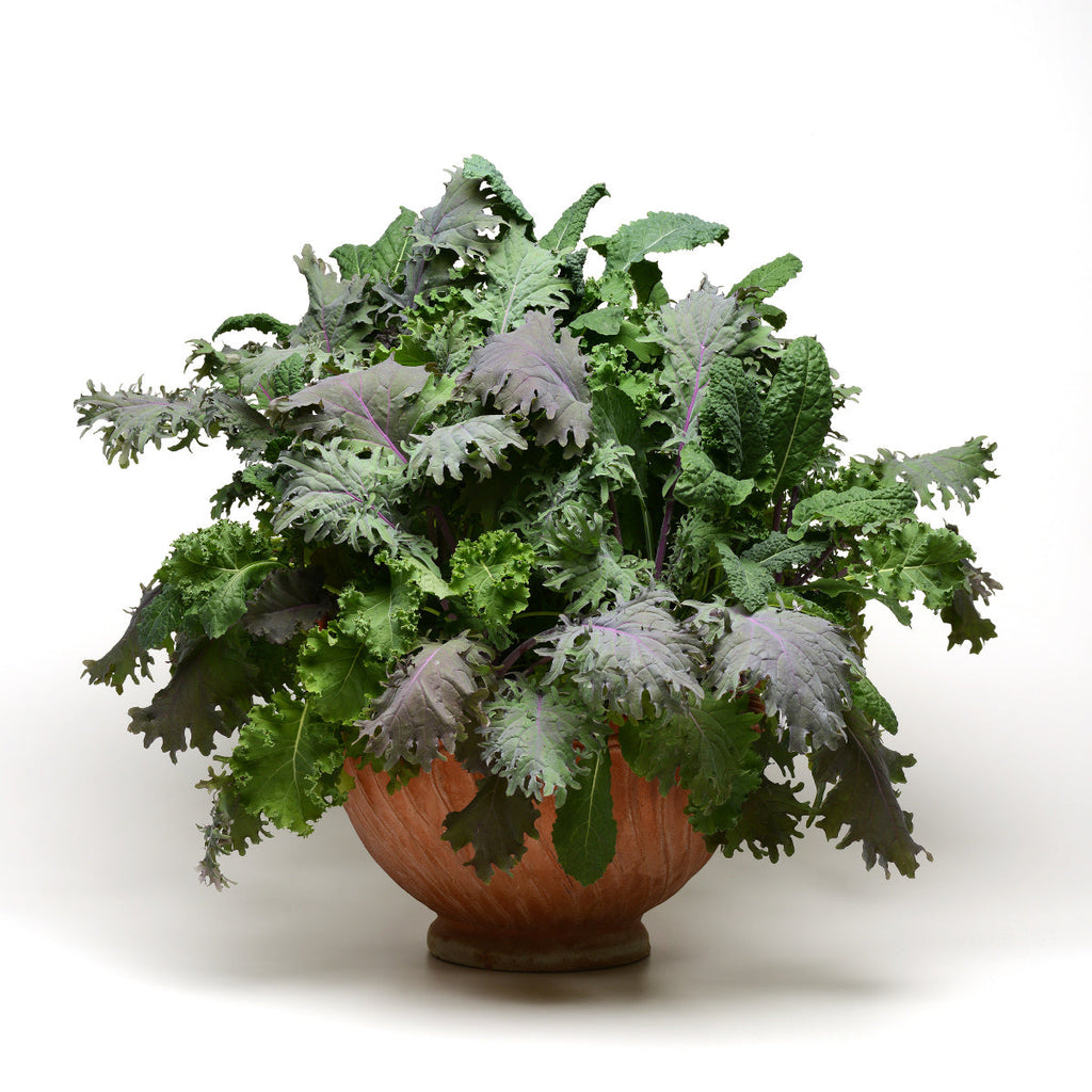 Routine Ready Drop and Gro Kale Seed Pods - Salad Greens Grow Kit for daily home and personal routines with garden plant and outdoor supplies