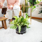 Routine Ready Instant Plant Support for daily home and personal routines with garden plant and outdoor supplies