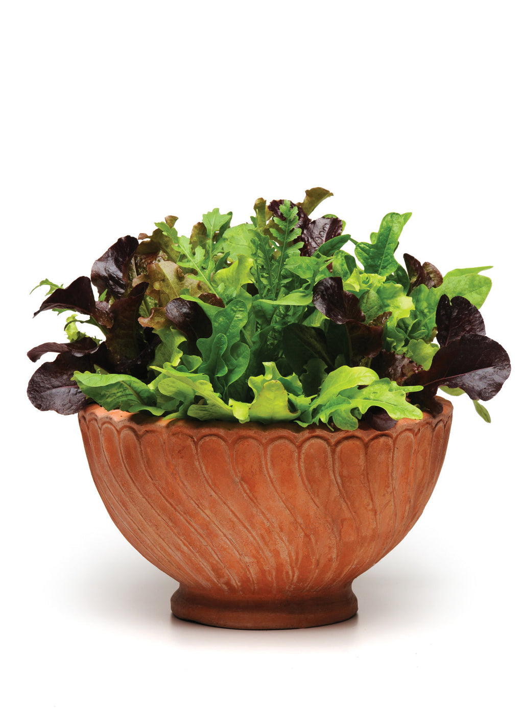 Routine Ready Alfresco Salad Mix Seed Pods - Arugula, Endive, Radicchio for daily home and personal routines with garden plant and outdoor supplies
