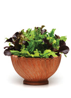 Routine Ready Alfresco Salad Mix Seed Pods - Arugula, Endive, Radicchio for daily home and personal routines with garden plant and outdoor supplies